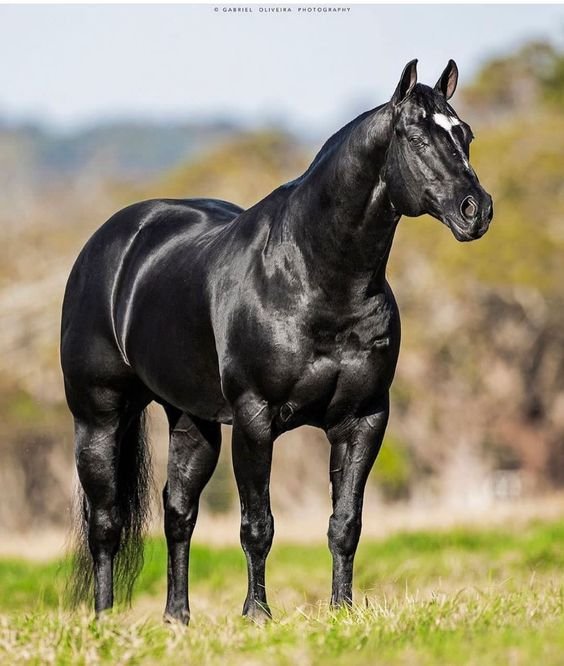 American Quarter Horse