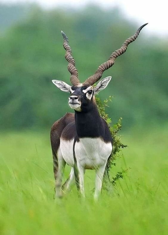 Blackbuck