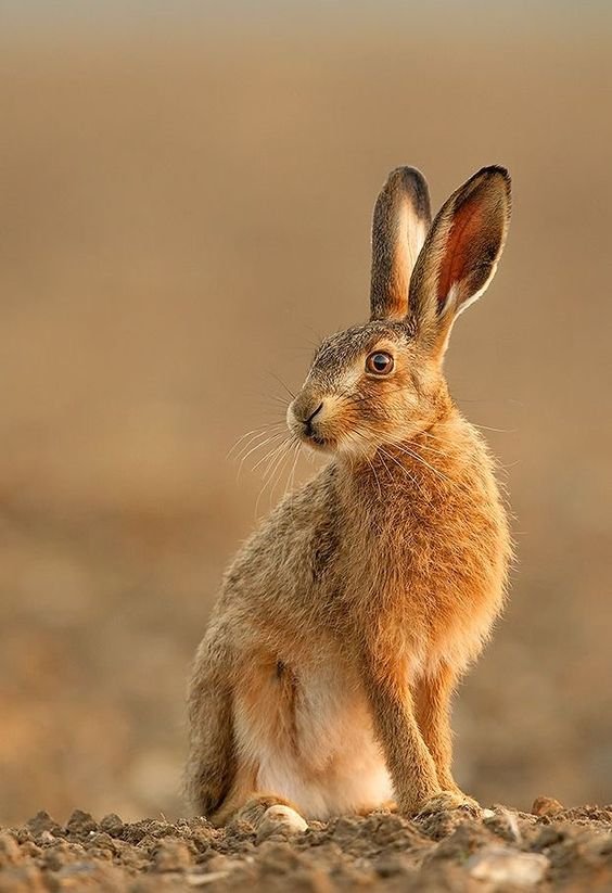 Brown Hare