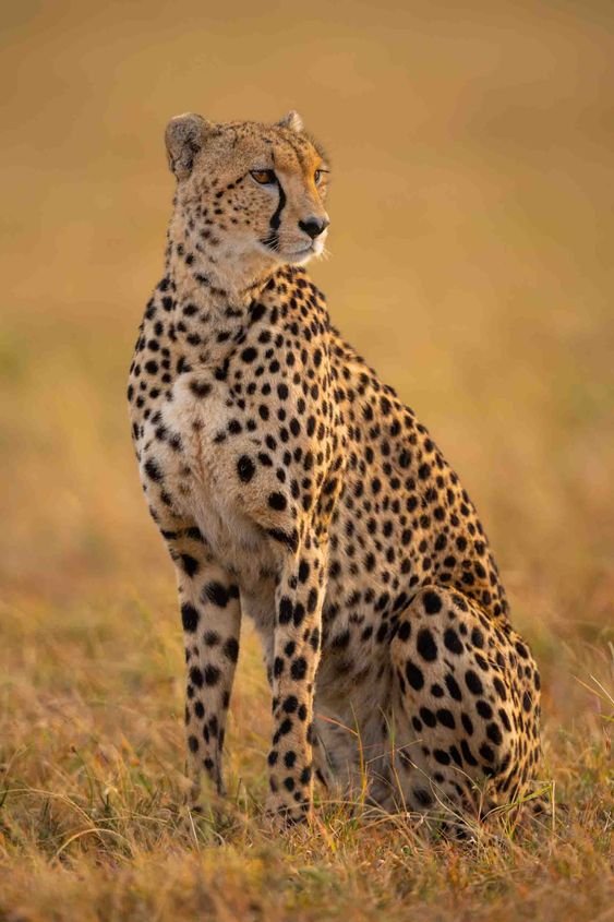 Cheetah