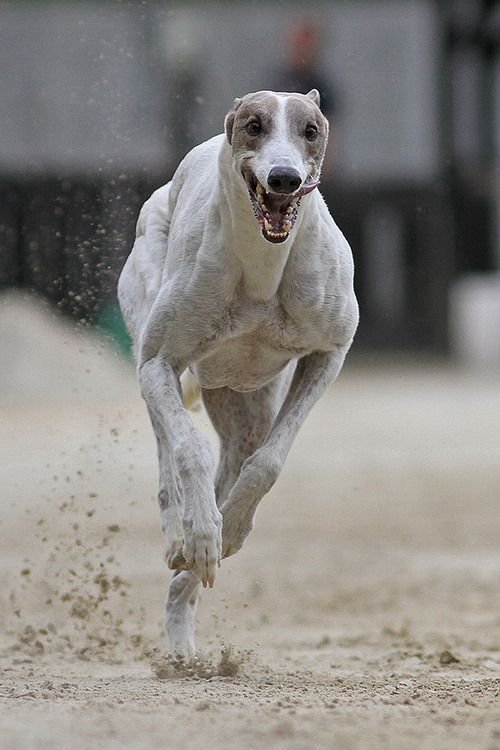 Greyhound