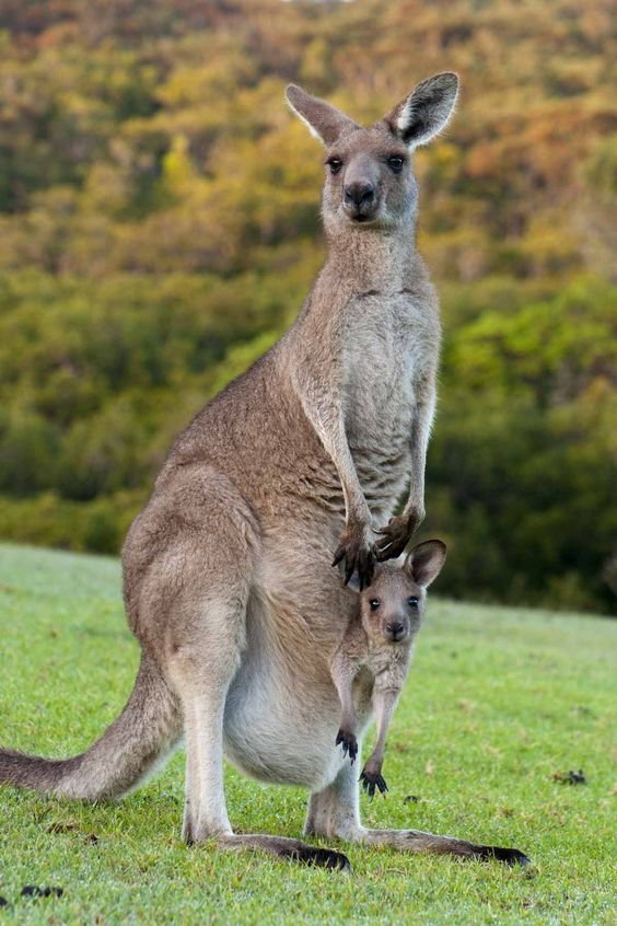 Kangaroo