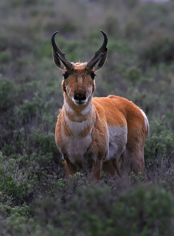 Pronghorn Antelop