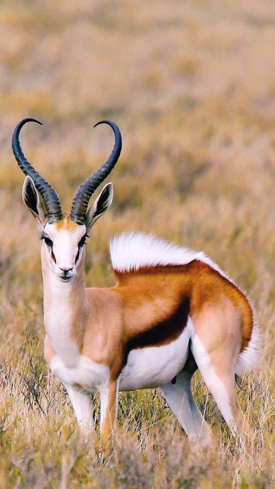 Springbok