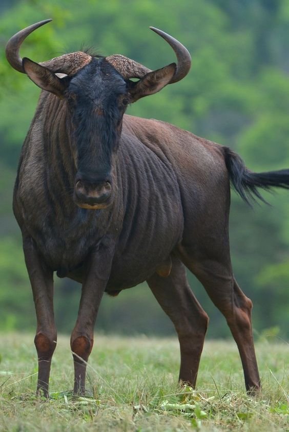 Wildebeest